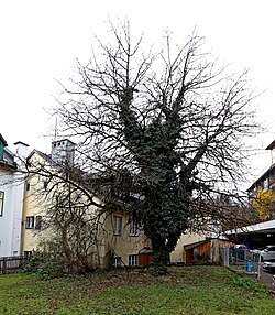 Kirschbaum