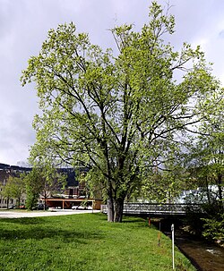 Bergulme (Ulmus glabra)