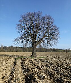 Winterlinde (Tilia cordata)