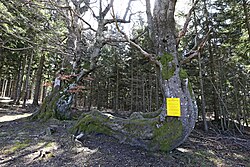4 Rotbuchen (Fagus sylvatica)