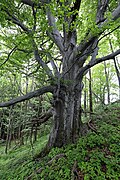 Rotbuche (Fagus sylvatica)