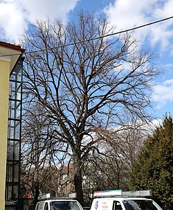 Winterlinde (Tilia cordata)