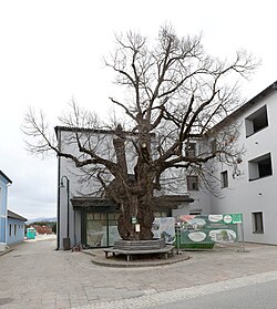 Winterlinde (Tilia cordata)
