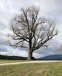 Stieleiche (Quercus robur)