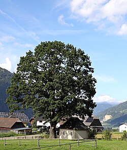 Stieleiche (Quercus robur)