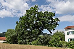 Stieleiche (Quercus robur)