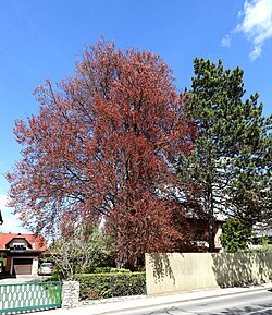 Blutbuche (Fagus sylvatica purpurea)