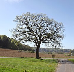 Stieleiche (Quercus robur)