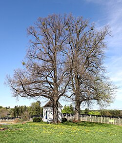2 Winterlinden (Tilia Cordata)