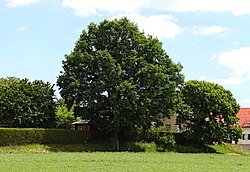 Stieleiche (Quercus robur)