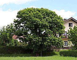 Edelkastanie (Castanea sativa)