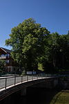 Winterlinde (Tilia cordata)