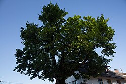 Spitzahorn (Acer platanoides)