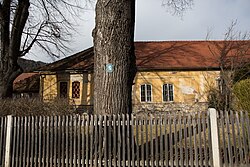 Kleinblättrige Linde (Tilia parviflora)