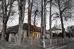 Kleinblättrige Linde (Tilia parviflora)