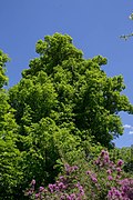 Sommerlinde (Tilia platyphyllos), Klosterlinde