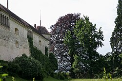 Blutbuche (Fagus sylvatica atropurpurea)