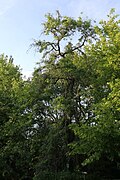 Trauer-Esche (Fraxinus excelsior pendula)