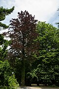 Blutbuche (Fagus sylvatica atropurpurea)