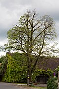 Winterlinde (Tilia cordata)