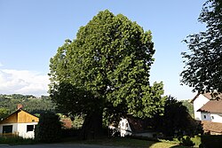 Sommerlinde (Tilia platyphyllos)