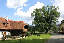 Sommerlinde (Tilia platyphyllos)