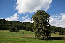 Winterlinde (Tilia cordata)