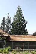 Mammutbaum (Sequoiadendron giganteum)