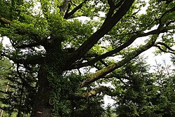 Traubeneiche (Quercus petraea)