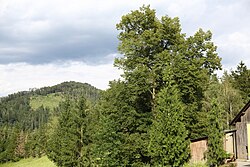 Sommerlinde (Tilia platyphyllos)