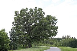 Stieleiche (Quercus robur)