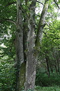 Winterlinde (Tilia cordata)