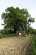 Winterlinde (Tilia cordata)