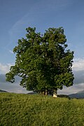 Winterlinde (Tilia cordata)