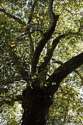 Platane (Platanus occidentalis)