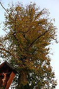Sommerlinde (Tilia platyphyllos)