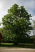 Sommerlinde (Tilia platyphyllos)