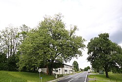 Winterlinde (Tilia cordata)