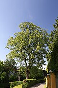 Sommerlinde (Tilia platyphyllos)
