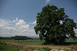 Stieleiche (Quercus robur)