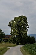 Sommerlinde (Tilia platyphyllos)