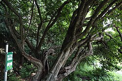 Mispel (Mespilus germanica)