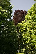 Blutbuche (Fagus sylvatica atropurpurea)