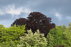 Blutbuche (Fagus sylvatica atropurpurea)