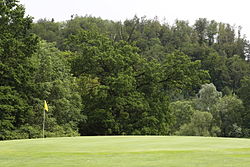 Stieleiche (Quercus robur)