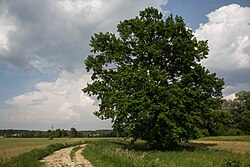 Stieleiche (Quercus robur)