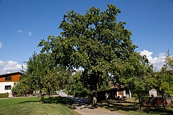 Stieleiche (Quercus robur)