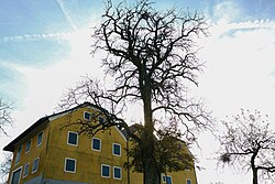 Mostbirnbaum (Pyrus sp.)