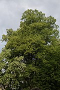 Winterlinde (Tilia cordata)
