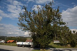 Sommerlinde (Tilia platyphyllos)